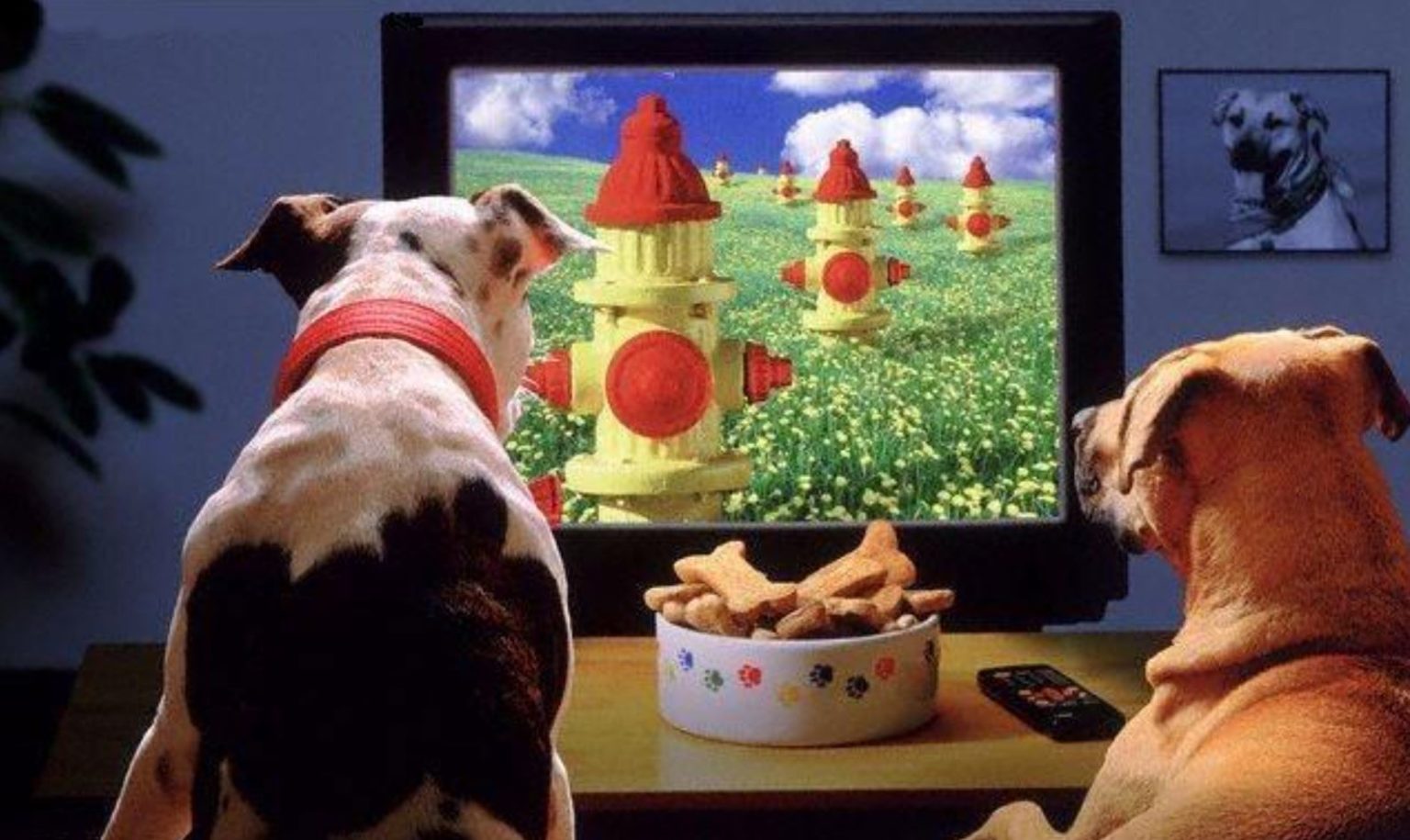Собаки смотрят телевизор. Собака и телевизор. Собака перед телевизором. Кот перед телевизором. Телевизор с животными.