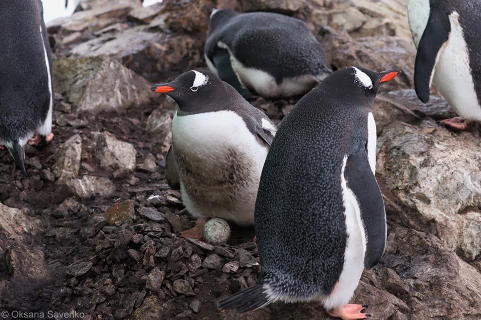 пінгвіни, Національний антарктичний науковий центр, BitukMedia
