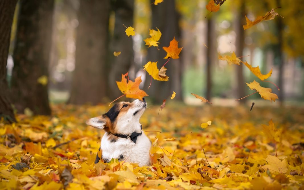 листопад, погода, осінь, зима, тепло, собака, листя, BitukMedia