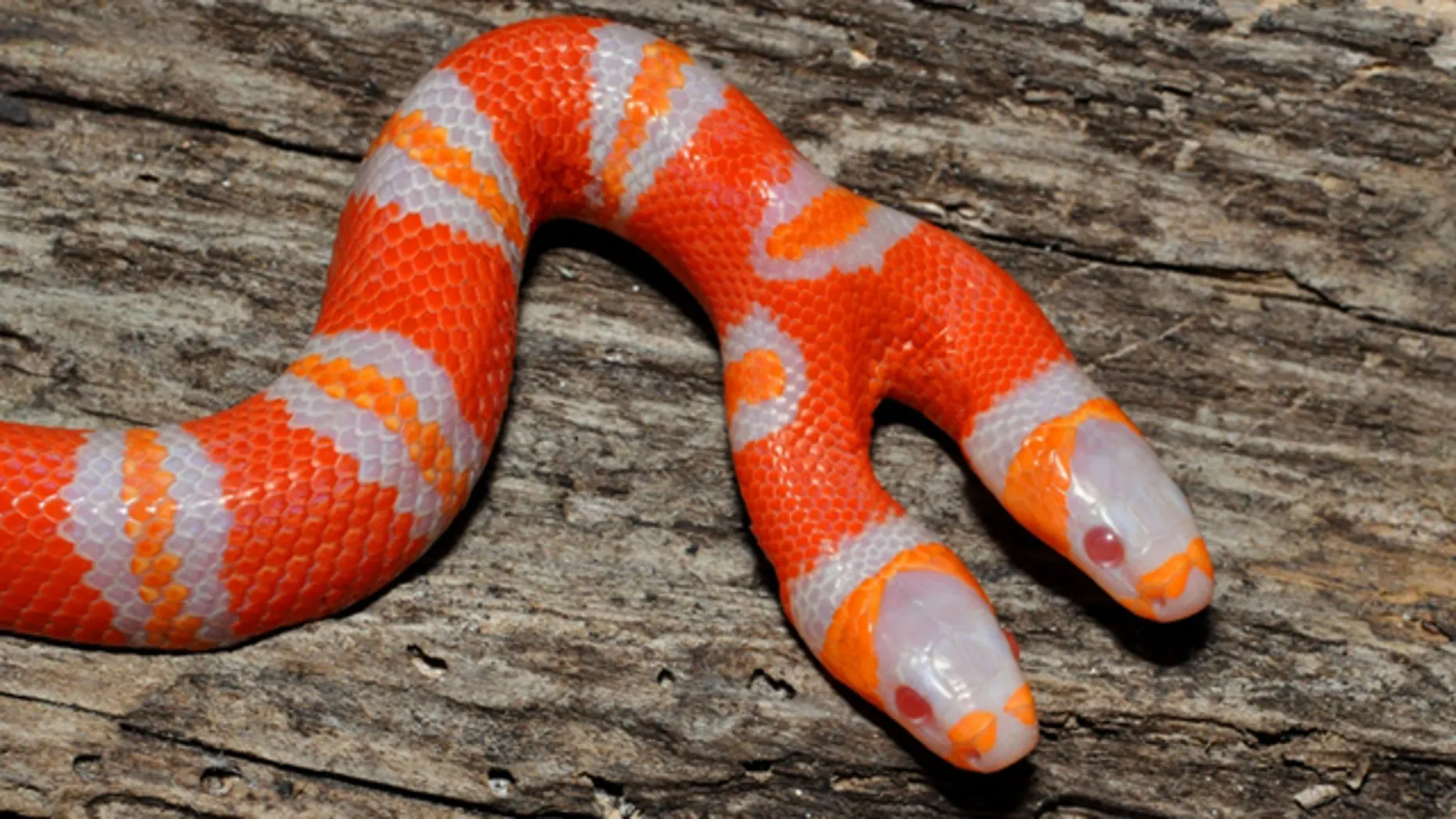 Двуглавая змея. Двухголовая змея альбинос. Аспид альбинос. Королевская двухголовая змея. Молочная змея Нельсона Albino.