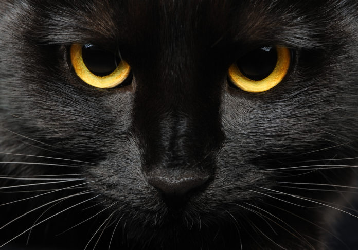 Closeup,Portrait,Of,A,Halloween,Black,Cat
