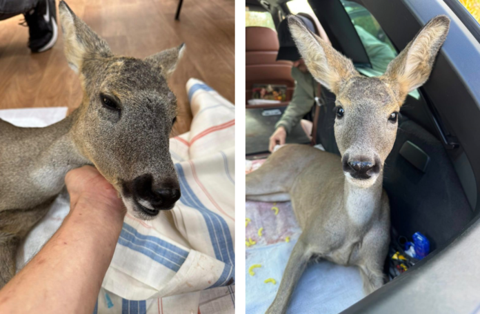 Знімок екрана 2025-10-18 о 13.24.03