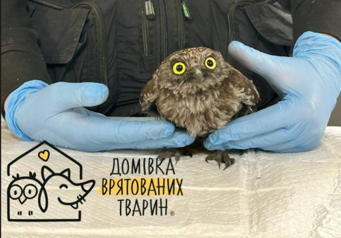 Знімок екрана 2025-10-20 о 16.28.05