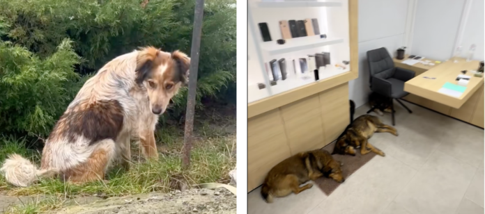 Знімок екрана 2025-12-17 о 19.11.06