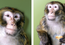 Домашній “бранець”: волонтери врятували макаку, що тікав вулицями Гостомеля