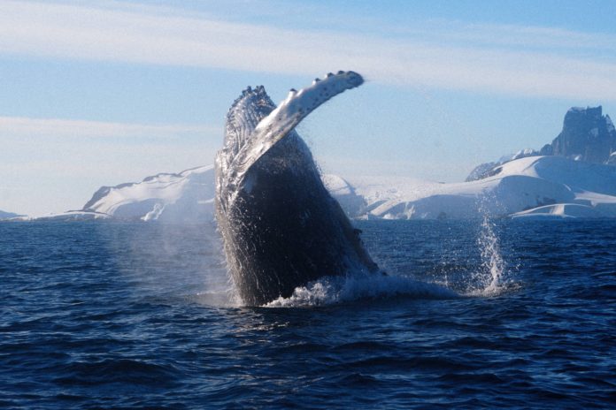 652587003_1331706412326112_3066501123747479776_n